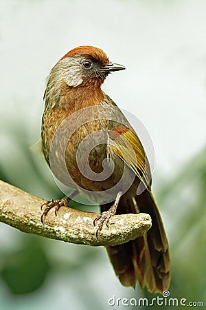 Chestnut Crowned Laughingthrush (Garrulax erythrocephalus) Stock Photo