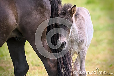 a chestnut dun colored mare of an Icelandic Horse with it`s lovely foal Stock Photo