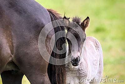 a chestnut dun colored mare of an Icelandic Horse with it`s lovely foal Stock Photo