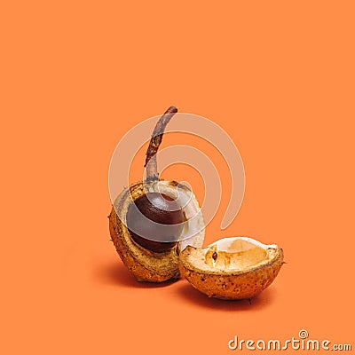 Chestnut fall arrangement. Opened shell with chestnut in one part of it. Minimal terracotta background Stock Photo