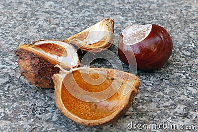 Chestnut Stock Photo