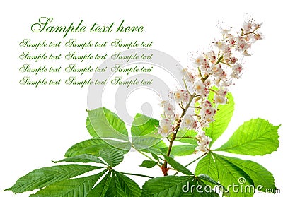 Chestnut flower Stock Photo