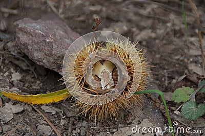 Chestnut flower open fruitless Stock Photo