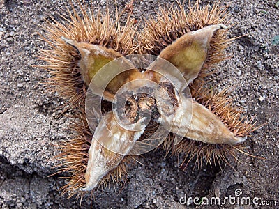 Chestnut flower open fruitless Stock Photo