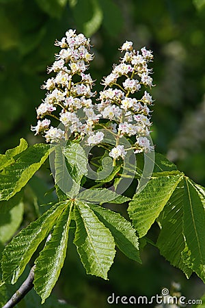 Chestnut flowers Stock Photo