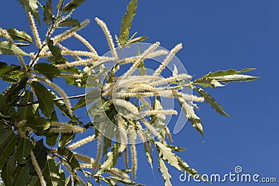 Chestnut flowers Stock Photo