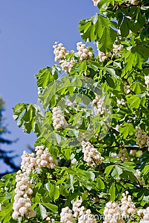 Chestnut flowers with leaves Stock Photo