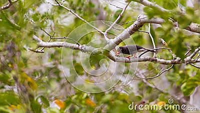 Chestnut-fronted Helmet-Shrike feeding Stock Photo