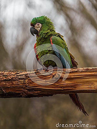 Chestnut-fronted macaw Stock Photo