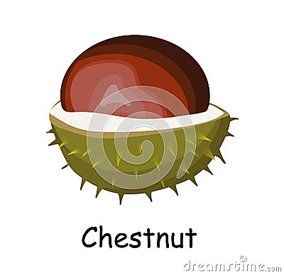 Chestnut fruit. Walnut in barbed skin. Chestnut. Brown. illustration isolated on white background Vector Illustration