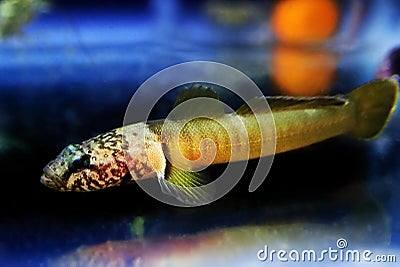 Chestnut goby - Chromogobius quadrivittatus Stock Photo