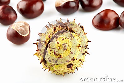 Chestnut with green thorny peel and many peeled horse-chestnuts Stock Photo