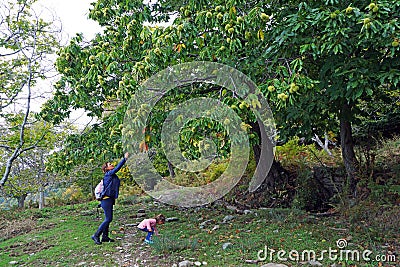 Chestnut harvest in the Pelion woods, a mountain in the south-eastern part of Thessaly Stock Photo