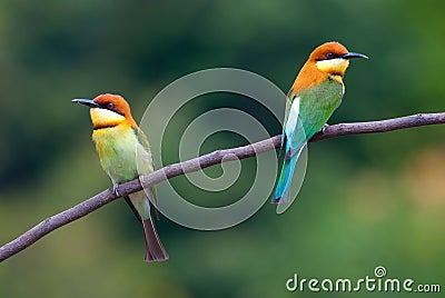 Chestnut-headed bee-eater Stock Photo