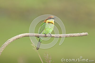 Chestnut-headed bee-eater breeding Stock Photo