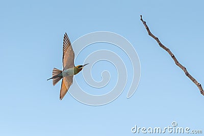 Chestnut Headed Bee Eater standing on branch of tree Stock Photo