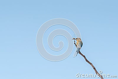 Chestnut Headed Bee Eater standing on branch of tree Stock Photo