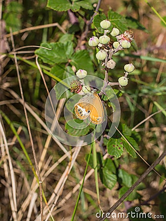 Chestnut Heath Butterfly on a Blackberry bush Stock Photo