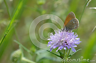 Chestnut heath on a scabious flower in nature Stock Photo