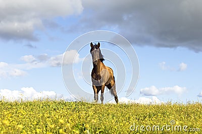 Chestnut horse Stock Photo