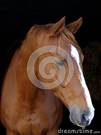 Chestnut Horse Against Black Background Stock Photo