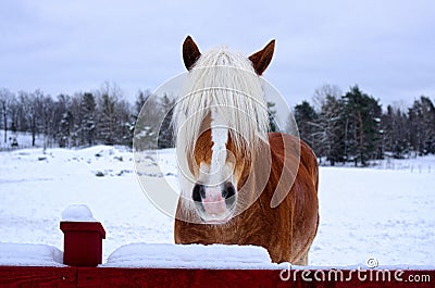 Chestnut horse with blaze and long forelocks Stock Photo