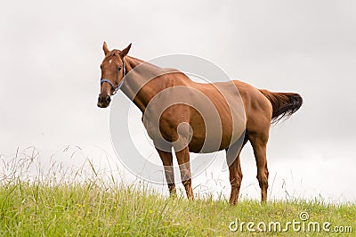 Chestnut horse chewing grass Stock Photo