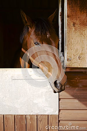 Horse in Stable Stock Photo