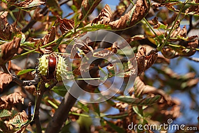 Chestnut on a horse chestnut tree Stock Photo