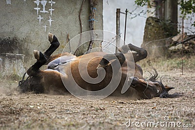 Chestnut horse wallowing in the dirt Stock Photo