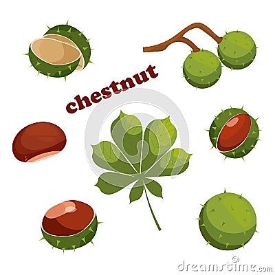 Chestnut icons. Set of cartoon chestnuts, leaves and peels, vector illustration. Elements for label. Stock Photo