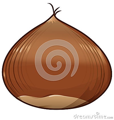 Chestnut isolated Vector Illustration