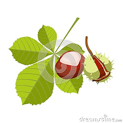 Chestnut isolated on white background. Vinous maroon fruit i Vector Illustration