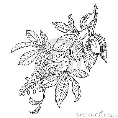Vector bunch of outline Buckeye or Horse chestnut flower, fruits and leaf in black isolated on white background. Vector Illustration