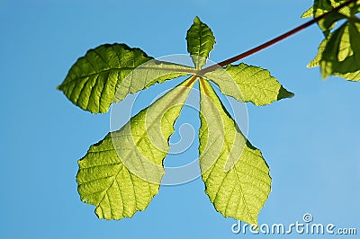 Chestnut leaf Stock Photo