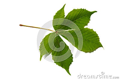 Chestnut leaf Stock Photo