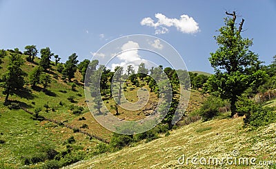 Chestnut-leaved oak trees in highlands of Alborz mountains Stock Photo