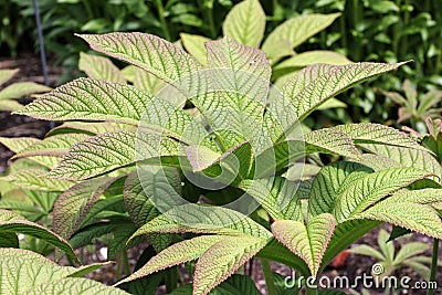 Chestnut leaved rodgersia leaves Stock Photo