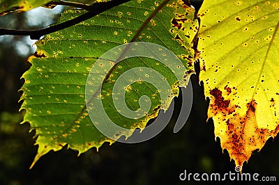 Chestnut leaves Stock Photo