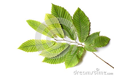 Chestnut leaves isolated on white background Stock Photo