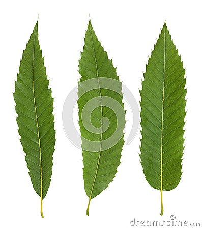 Chestnut leaves Stock Photo