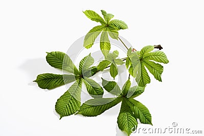 Chestnut leaves, twig Stock Photo