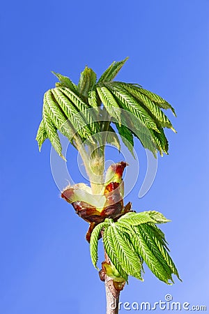 Chestnut leaves which dissolved Stock Photo