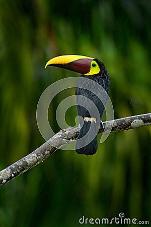 Chestnut-mandibled toucan sitting on branch in tropical rain with green jungle background. Wildlife scene from tropic jungle. Anim Stock Photo