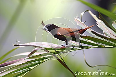 Chestnut Munia Sitting on a Palm Tree Leaf Stock Photo