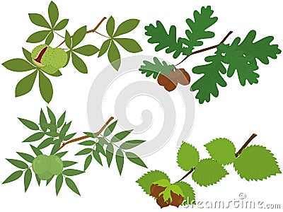 Chestnut, oak, walnut and hazelnut branches with leaves and nuts vector illustration Cartoon Illustration