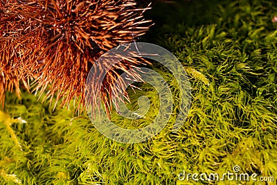 Chestnut placed on moss. Duality of colors between orange and green. Stock Photo