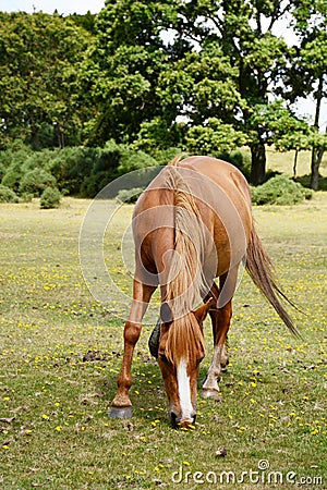 Chestnut pony grazes in the New Forest Stock Photo