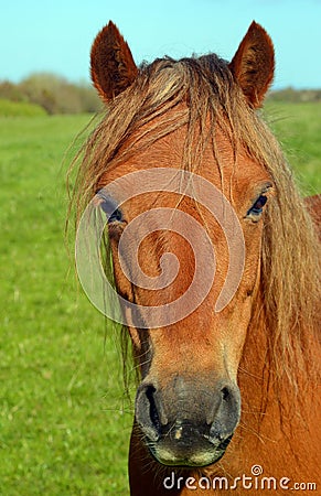 Chestnut pony portrait Stock Photo