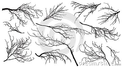 Chestnut, poplar, maple, oak and etc. branches trees. Set of silhouettes. Vector illustration Vector Illustration